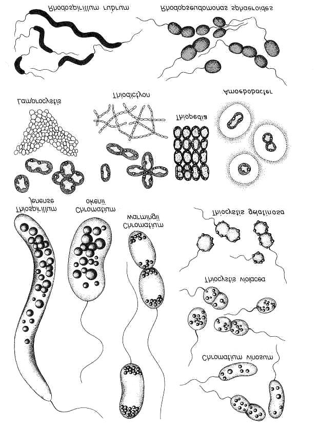 : Schlegel, 1992 Filamentös verzweigt: Oscillatoria Fischerella Anoxigene phototrophe Bakterien Grüne