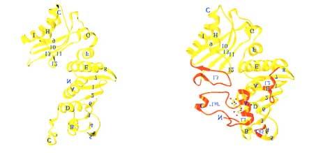 Einleitung 33 im Hsp90-Molekül ähnliche Kontakte existieren, die eine wichtige Rolle bei ATP-Bindung und Hydrolyse spielen. Abbildung 1.