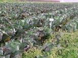 Gemüseversuche Sortenversuche Im Biogemüsebu 2004 Zwischenresultte Mrtin