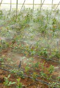 Microbewässerung AGRAR Microdüsen Feinsprühdüsen vibronet Sprühdüse Dynamische Feinsprühdüse mit Vibrationssystem, für die Bewässerung in Gewächshäusern, für die Keimung und für die Bewässerung von