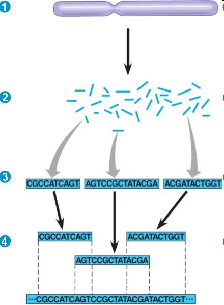 Der Anfang der Bioinformatik Erste Anwendungen: Gen- und Proteindatenbanken, Proteinstrukturen, etc.