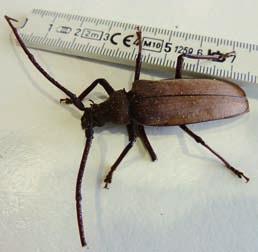 Der Käfer ist eine in der Schweiz seltene und geschützte Rote-Liste- Art.
