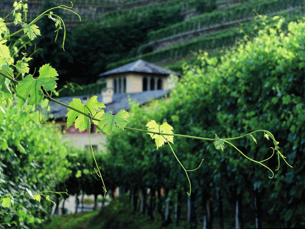Mit der Eroberung des Veltlins gelangte der Wein täglich auf den Speisezettel jeder Bündner Familie. Letzter Abend in der Kellerei Triacca in Tirano.