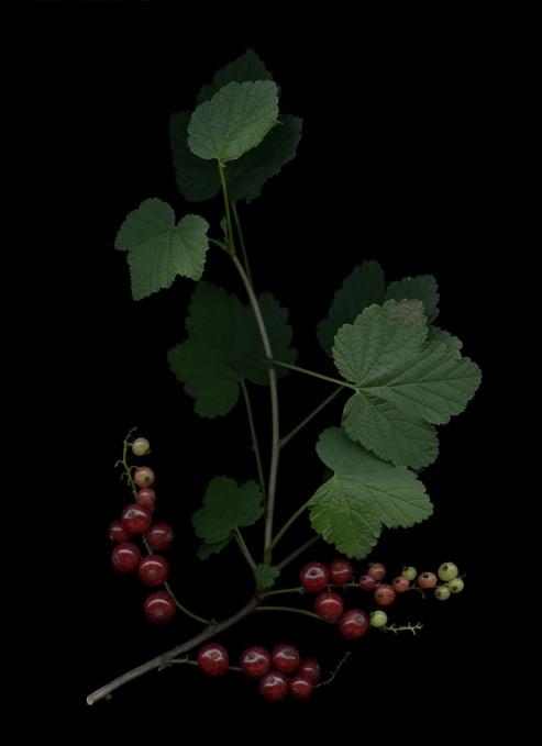 Johannisbeere (Ribes), 2018, Aufl.