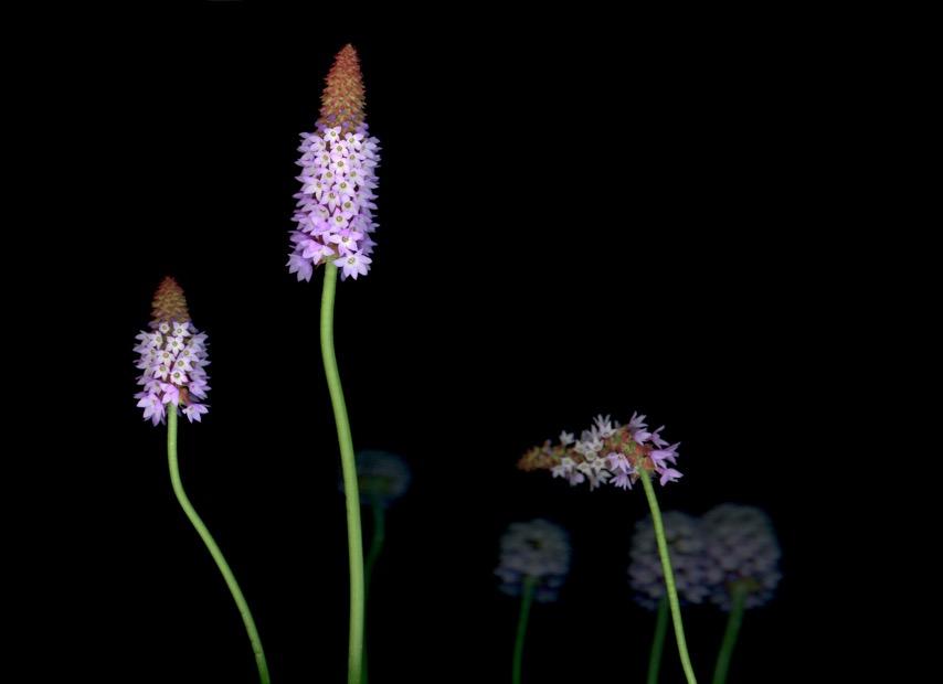 Orchideenprimel (primula vialii), 2018, Aufl.