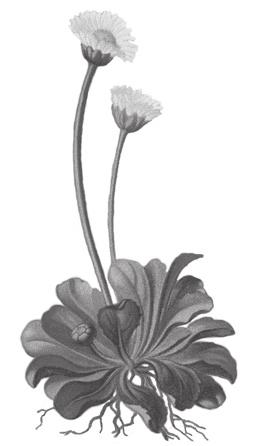 Gänseblümchen ein sonniges Gemüt (Bellis perennis) Das Gänseblümchen ist eine der bekanntesten Wildpflanzen in unseren Breitengeraden.