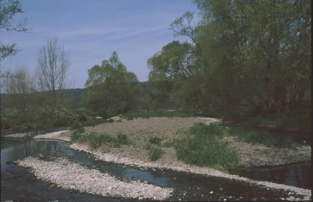 Auenvegetation Some typical