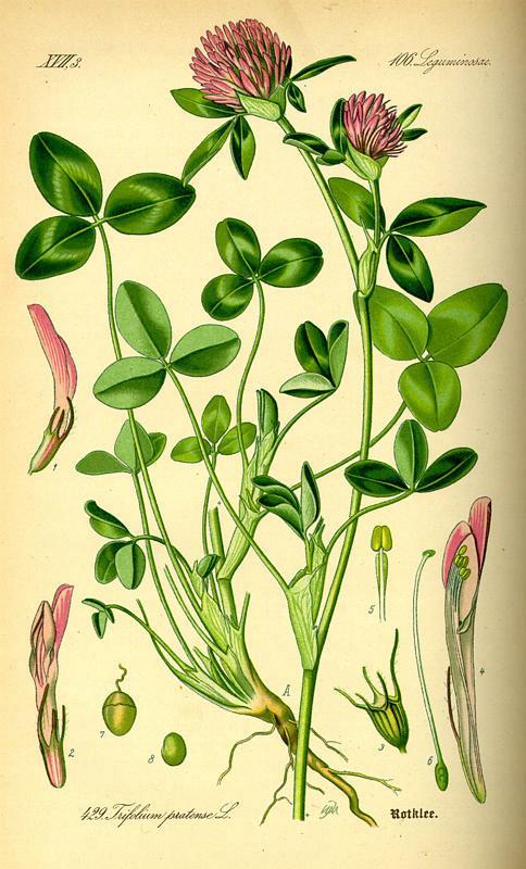 3. Herbar 2 : Trifolium pratense L.: Trifólium pratense besitzt eine zehnnervige Kelchröhre. Die Blätter sind eiförmig oder elliptisch.