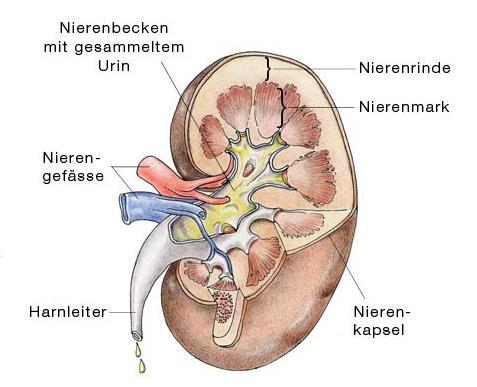 Definitionen Untere Harnwegsinfektion