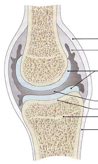 Aufbau eines echten Gelenkes Obligatorische Strukturen: - Gelenkflächen (Facies articulares) Gelenkkopf (Caput articulare) Gelenkpfanne (Cavitas articularis) - Hyalinknorpel (Cartilago articularis) -