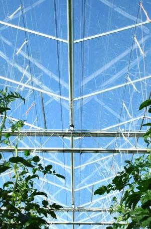 Meter hohe Tomatenstauden anpflanzbar Höherer Ernteertrag als durch Anbau auf freien Flächen realisierbar Die Ernteperioden liegen