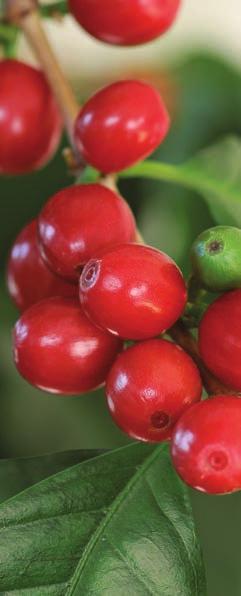 Je nach Kaffeesorte, Anbaugebiet und Verarbeitungsmethode entstehen mit viel Geschick und Erfahrung verschiedene Aromen und Sorten.