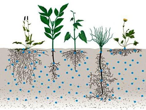 Funktionen von Terra-FIT Mischungen Tragfähigkeit des Bodens verbessern Steigerung der Bodenaktivität (Regenwürmer, Bodenbakterien usw.