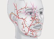 stomatologia FORSCHUNG UND WISSENSCHAFT The Face A Vascular Perspective 20 PRAXIS UND FORTBILDUNG Regenerative endodontische Therapie