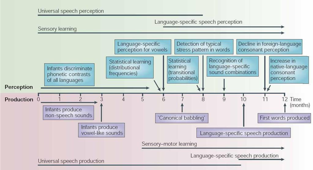 Entwicklung Sprachperzeption