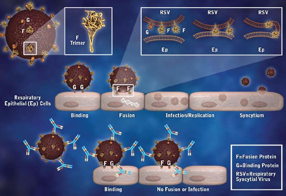 Palivizumab (Synagis ): humanisierter MAb gegen das RSV-F-Protein Ref: