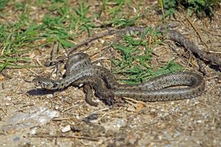 50 m, unter Blechen bei Schafstall 1 Ringelnatter, Natrix natrix persa, adult, unter Blech bei Schafstall 4 Ostmediterrane Bachschildkröten, Mauremys rivulata Nachmittag: 1