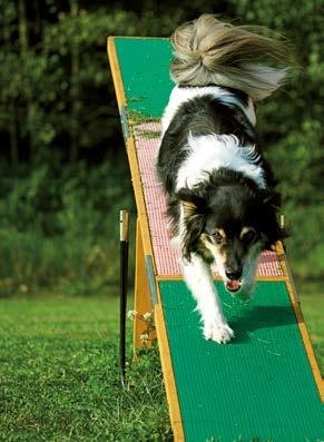 FREILAUFZONE Eine großzügig eingezäunte Freifläche mit Agilty-Spaß steht für Hunde zur Verfügung. PSSST!