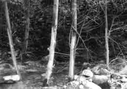 Es können im Weiteren deutliche Aufprallspuren an Bäumen auftreten (Abb. 2), welche durch Geschiebe oder mittransportierte Felsblöcke verursacht wurden.
