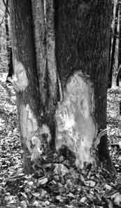 Grösse, Höhe und radiale Lage der Verletzung am Stamm können daher stark variieren. Zudem wird manchmal nur die Baumrinde verletzt (Abb. 1) und manchmal Rinde und Holz (Abb. 2).