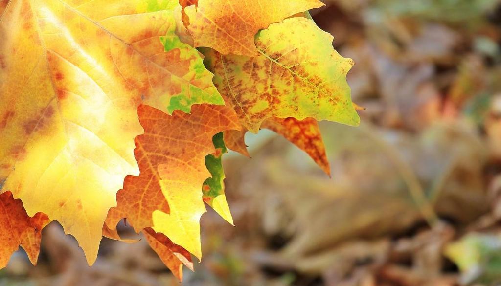 Wir wünschen allen Leserinnen und Lesern einen sonnigen Herbst!