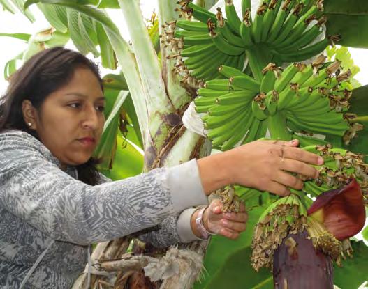 FAIRTRADE IN ZAHLEN REICHWEITE UND WIRKUNG SECHSTER MONITORINGBERICHT 2014 29 Zahlen und Fakten: Fairtrade-Bananen Zum Jahresende 2013 bauten 113 Produzentenorganisationen in 11 Ländern
