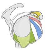 coracohumerale hindurchlaufende lange Bizepssehne wird dadurch vor ihrem Eintritt in den Sulcus intertubercularis geführt und gesichert. a lange Bizepssehne Lig. coracohumerale Lig.