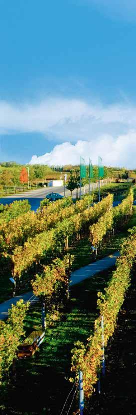 In der Loisium WeinErlebnisWelt in Langenlois, der größten Weinstadt Österreichs, begibt man sich auf die Spur der edelsten Gewächse des Landes.