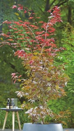 Der ursprünglich aus Ostasien stammende Fächerahorn (Acer palmatum) verbreitet wie kein anderes Gehölz den typisch asiatischen Charme in Ihrem Garten.