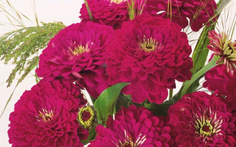 Ein Hauch von Extravaganz Zinnia elegans Benarys Riesen Weinrot Hohe Saatgutqualität Einfache und schnelle Produktion Sehr lange in der Vase haltbar Hohe