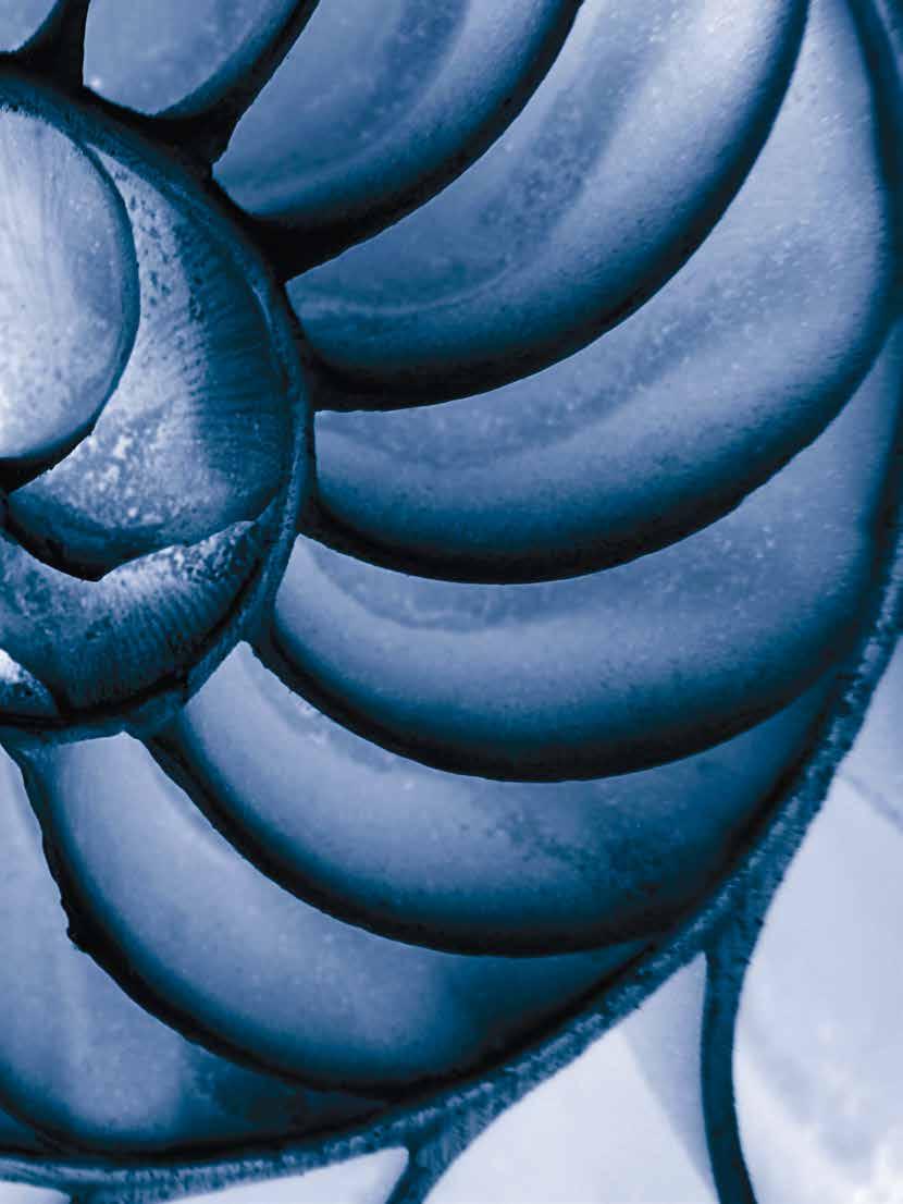 Der Nautilus wächst mit einer konstanten Rate, und so bildet seine Schale eine