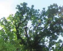 Baumkontrolle und Eschentriebsterben Baumkontrolle 41 Dipl.-Ing. Dr. Gerald Schlager Kriterien der Baumkontrolle Baumbesitzer haften für Ihre Bäume. Es gilt die im ABGB geregelte Bauwerkehaftung.