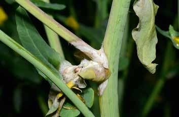 Fungizid Raps 35 Phoma: Blattsymptom im Frühstadium Weißstängeligkeit: Frühes Blattsymptom Wichtige Rapskrankheiten, darunter vor allem Wurzelhals- und Stängelfäule (Phoma