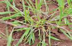Herbizid Getreide 9 Aktives Resistenzmanagement Die in den beiden