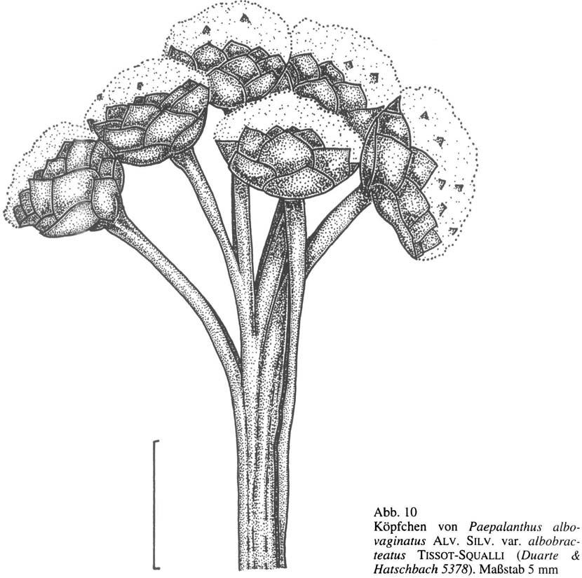 374 Feddes Repert., Berlin 108 ( 1997) 5-6 Abb. 10 Kopfchen von Paepalanthus ulbovaginatus ALV. SILV. var. albobmcteatus TISSOT-SQUALLI (Duartr & Hatschbach 5378).