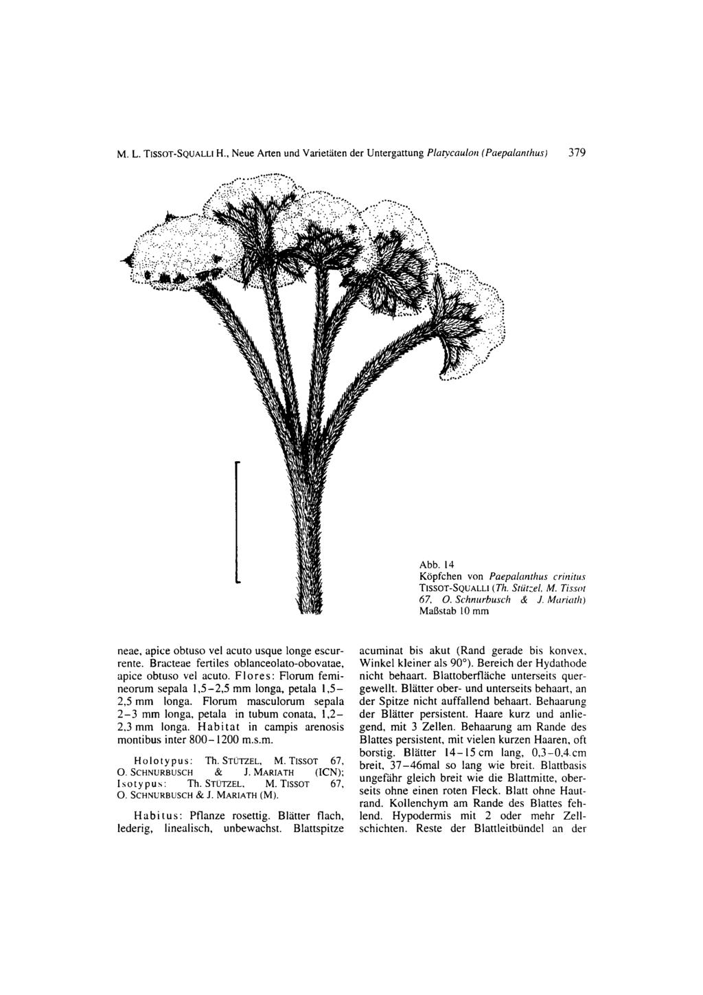 M. L. TISSOT-SQUALLI H.. Neue Arten und Varietlten der Untergattung Plarycaulori (Paepalanrhus) 379 Abb. 14 Kopfchen von Paepnlnnrhu s crinitiis TISSOT-SQUALLI (Th. Sriirzel, M. Tissor 67. 0.