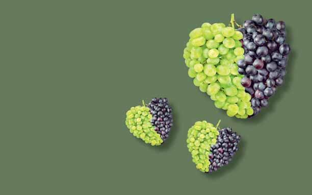 Im Stadium Schrotkorngröße wurden Trauben mit Pergado behandelt und in regelmäßigen Abständen bis zum Erreichen des achtfachen Volumens der Beeren mit Sporen von Plasmopara viticola infiziert.