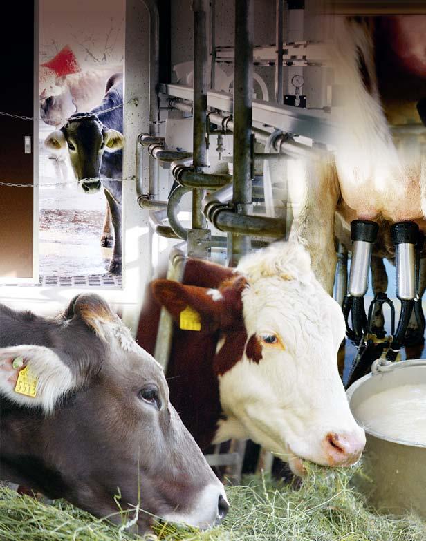 orial Kennzahlen Politik und Markt Interessenvertretung Milch Marketing
