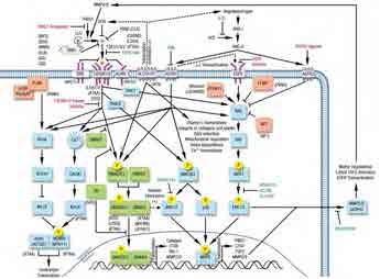 Extracellular signal Regulated Kinase (ERK) inhibitors AT2 signaling is needed for full protection by losartan (AT2 inhibits ERK activation in the MFS aortic root) Treatments for MFS may find broad