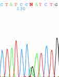 Genetic Assessment in Patients with a Large Aorta How to find point mutations and small ins/dels?