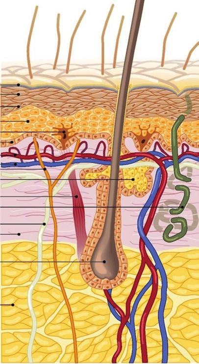 Aufbau und Funktion der menschlichen Haut 2 Aufbau und Funktion der menschlichen Haut Oberhaut (Epidermis) Lederhaut (Dermis) Unterhaut (Subcutis) Hydrolipidmantel Körnerzellschicht Melanozyten Freie
