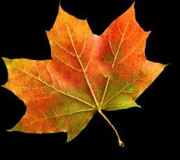 Der Herbst (Friedrich Hölderlin) Das Glänzen der Natur ist höheres Erscheinen, Wo sich der Tag mit vielen Freuden endet, Es ist das Jahr, das sich mit
