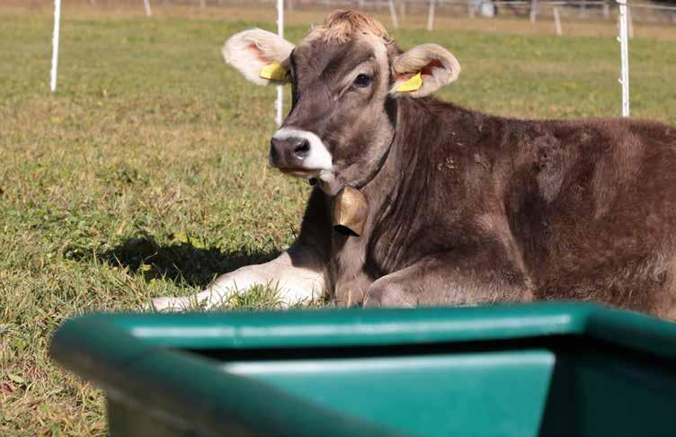 WEIDETRÄNKEN FÜR RINDER Weidetränken für Rinder Nachfolgend wollen wir Ihnen einen Einblick in das Programm unserer SUEVIA Weide-Tränken geben.