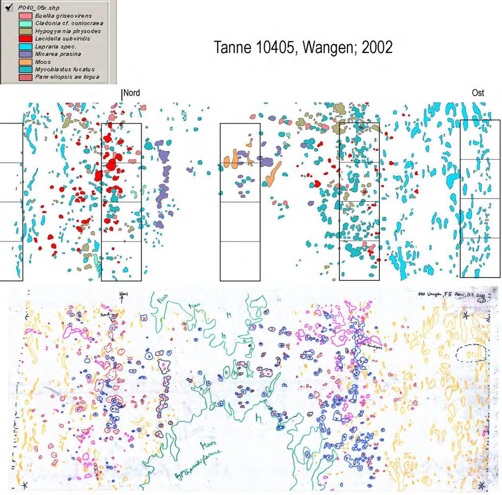 Abbildung 2.3: Bestimmung der Flechtenfrequenz für die Tanne 10405 und das Jahr 2002 anhand gezeichneter und digitalisierter Thallus-Umrisslinien auf Transparentfolie.