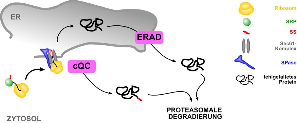 Einleitung Abb. 18. Ko- und posttranslokationale Qualitätskontrolle von ER-Proteinen.