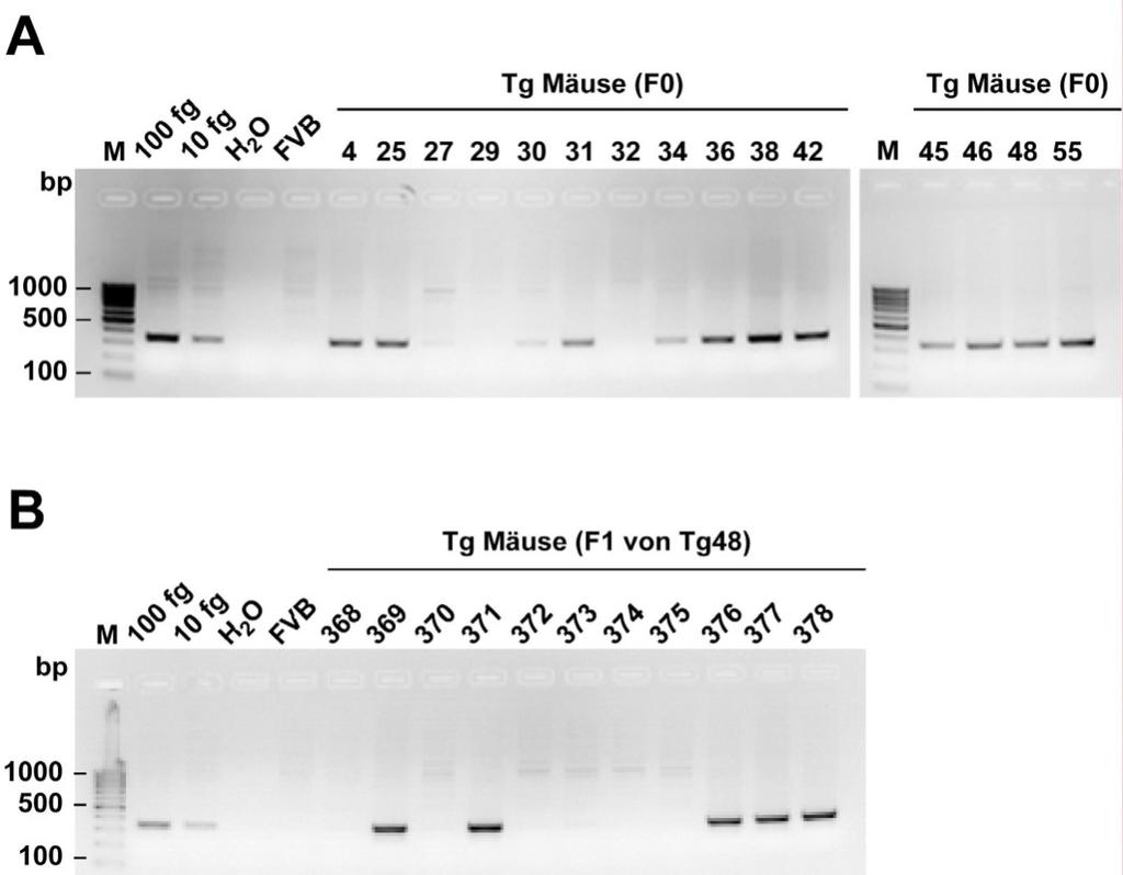Ergebnisse Abb. 19. Mäuse haben die transgene DNA per Mikroinjektion aufgenommen und in die Keimbahn integriert.