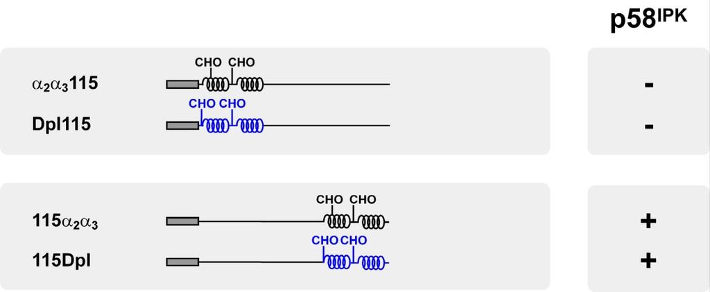 Ergebnisse Abb. 42 p58 IPK beeinflusst die ER-Translokationseffizienz von Polypeptiden mit erweiterter unstrukturierter Domäne am N-Terminus.