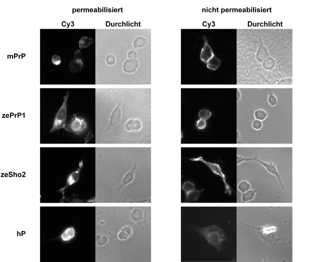 Ergebnisse Um die Lokalisierung der beiden Zebrabärbling-Proteine an der Außenseite der Zellen mittels indirekter Immunfluoreszenzanalyse zu untersuchen, wurden die transient transfizierten N2a