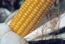 Bt-Mais Pollen Verdriftung in der Luft Pflanzen: Auskreuzung:bei Mais noch!