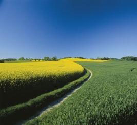 Branchentrends. AGRAR ENERGIE BAU 3. Quartal 2011 Heterogene Getreidebilanz in Deutschland; Süd Nord Gefälle hinsichtlich Menge und Qualität Mengenrückgang Getreide rund 6% ggü. Vorjahr auf 41 Mio.